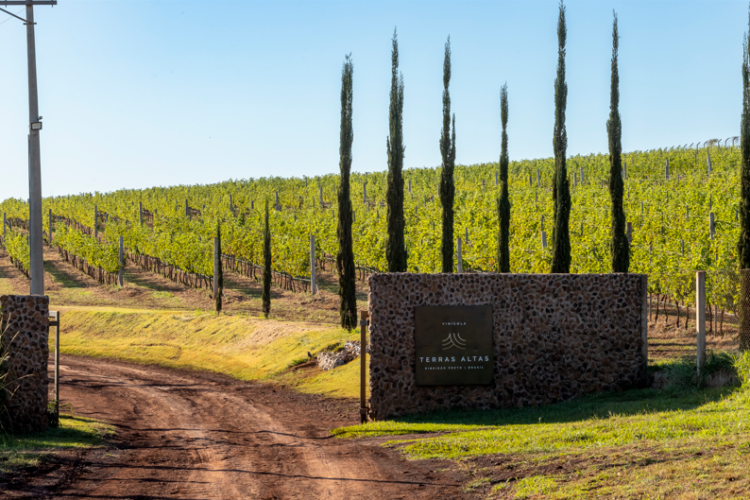Vinícola Terras Altas: onde a paixão pelo vinho se transforma em arte