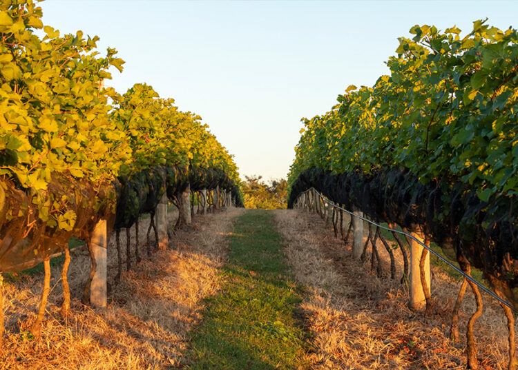 A técnica da dupla poda na Califórnia brasileira