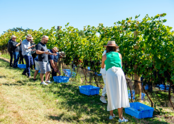 Experiências Terras Altas: Wine Tour, Restaurante e Vindima 