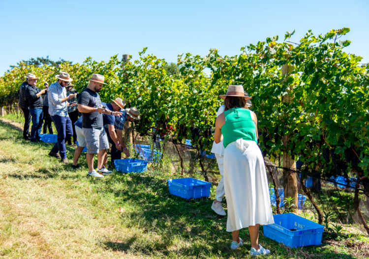 Experiências Terras Altas: Wine Tour, Restaurante e Vindima