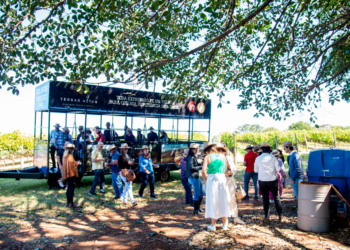 Vindima, a Festa da Colheita e as novidades para a edição de 2024  