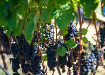 Expectativas para a Colheita 2024: uma entrevista com Luísa Tannure, enóloga da vinícola Terras Altas 