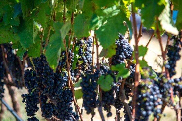 Expectativas para a Colheita 2024: uma entrevista com Luísa Tannure, enóloga da vinícola Terras Altas