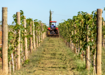 Trator passando pelos vinhedos da vinícola, paisagem verde, representando o compromisso com a sustentabilidade.