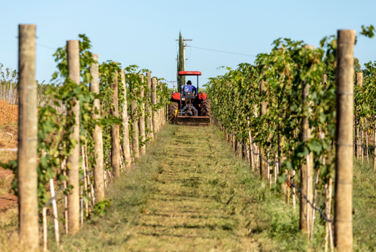 Trator passando pelos vinhedos da vinícola, paisagem verde, representando o compromisso com a sustentabilidade.