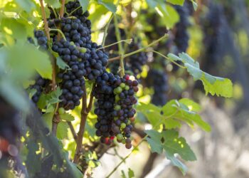 Lançamento do Wine Tour Premium na vinícola Terras Altas 