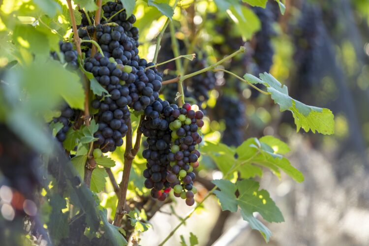 Lançamento do Wine Tour Premium na vinícola Terras Altas