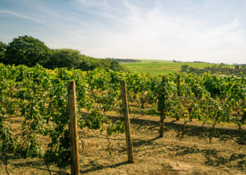 Como é produzir vinho de qualidade fora dos polos tradicionais? 