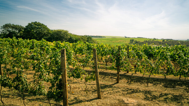 Como é produzir vinho de qualidade fora dos polos tradicionais? 