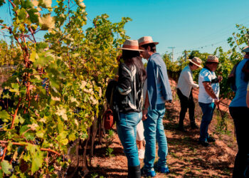 Conheça as 5 tendências do enoturismo brasileiro para o novo ano de 2026