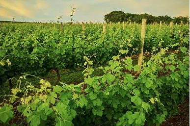 Vinhedo Terras Altas