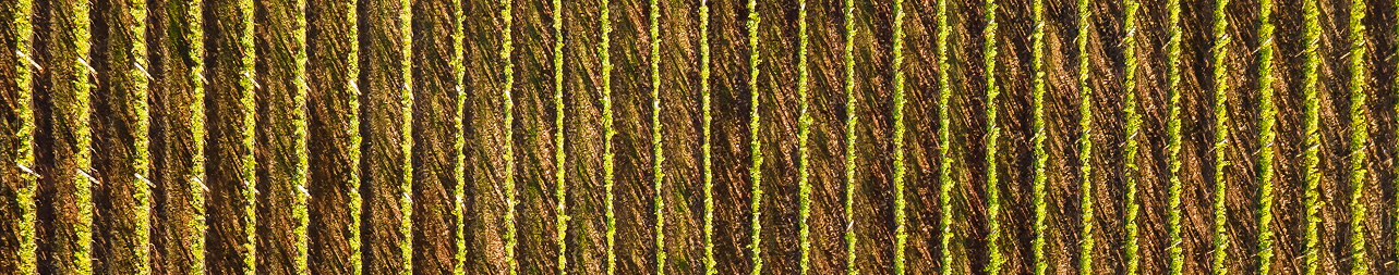 Vinhedo Terras Altas